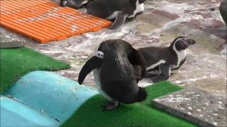 2013年5月19日　釧路市動物園　フンボルトペンギン　ミントとモモ