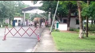 elephant in Army cant