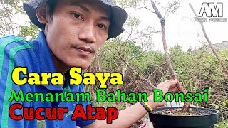 Cara Menanam Bahan  Dongkelan Cucur Atap / Sapu Sapu