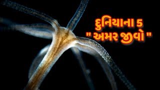 દુનિયાના 5 અમર જીવ | worlds top 5 immortal insects | THE UNKNOWN FACTS | FACTS