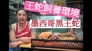 《香港爬道》 墨西哥黑王蛇介紹!