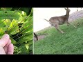 how do you STOP DEER from “eating your flowers” (especially hostas)…