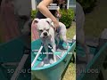 Amazon Pet Finds Click the link in the description to get the products