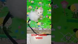 stop taking video #kitten