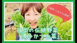 【縁起野菜でコロナに打ち勝つ！】博多かつお菜ミルフィーユ鍋