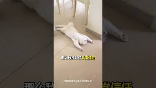 猫咪各种睡姿的含义，你家猫咪咋睡的？＃猫咪睡姿＃宠物＃猫咪＃宠物知识＃养猫常识＃分享养宠经验