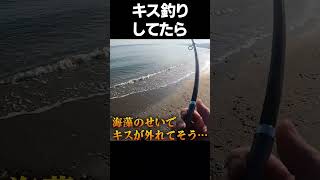 キス釣りしてたら○○が!! #shorts #fishing #キス釣り