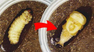 【山林蟲坊】蘇門亞齊巨扁化蛹縮時攝影 | Time-lapse photography of  Dorcus titanus yasuokai Pupating