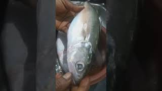 இன்று நான் வாங்கிய அயிலை மீன் /I bought ayila fish today #fish #freshfish #youtubeshorts #shorts