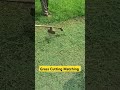 Grass Cutting Machine