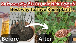 How to save a dying rose plant by natural ways| How to save dyeing rose plants in Telugu #roseplant