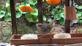 イモしか興味がなくなったシロハラと地鳴きがうるさいウグイス