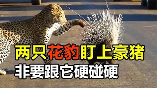 两只花豹盯上豪猪，非要跟它硬碰硬，结果悲催两败俱伤