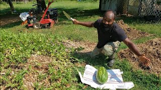 Our Volunteer Watermelons Are Ready| Come Along on a Cut and Taste