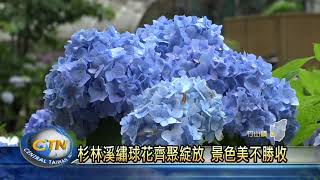 杉林溪繡球花齊聚綻放 景色美不勝收