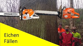 Fette Eichen fällen im Unterricht, mit Husqvarna 572 XP und Stihl 500i! #lfsvb