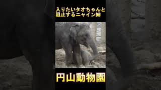 入りたいタオちゃん、阻止するニャイン＃円山動物園＃タオ＃ニャイン＃ゾウ