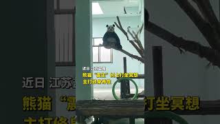 画风清奇！熊猫树上冥想打坐走红 来源@人民网 #大熊猫 #国宝 #shorts