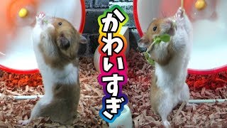 小さい手で豆苗を持って食べる姿が可愛すぎるハムスター：おもしろ可愛いペット動画