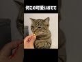 左手を添えてチュール食べるマナー良すぎ猫