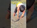 omg amazing boy catching big catfish by hand in muddy water fishvideo bigfish catfish fishing