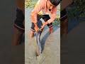 omg amazing boy catching big catfish by hand in muddy water fishvideo bigfish catfish fishing