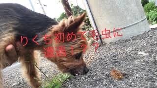 初めて毛虫に遭遇したりくち