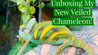 Unboxing A New Reptile!