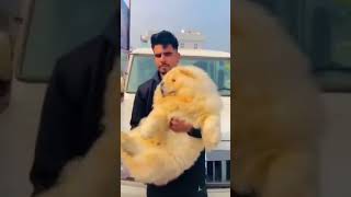 世界の超かわいいチャウチャウ😍🐶❤️（chow chow dog in the world）#shorts