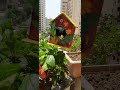 diy birdhouse idea ytshorts bestfromwaste