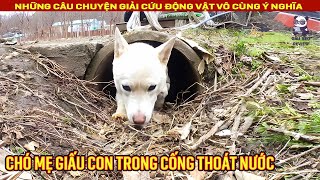 Chú chó hoang giấu con trong cống thoát nước để bảo vệ đàn con || Review Con Người và Cuộc Sống