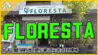 FLORESTA 「千葉県木更津市のタモ網姉ちゃんが店長のアクアショップ!!」 aquarium アクアリウム 植物 熱帯魚 メダカ