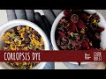 HOW TO MAKE NATURAL DYE WITH COREOPSIS | ORGANIC COLOR YELLOW ORANGE | FRESH DRIED | THE COLOR FARM