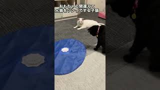 おもちゃと間違えて 兄猫をツンってする子猫w　　#shorts #cat #猫 #子猫 #保護猫 #黒猫 #デブ猫 #犬 #dog #トイプードル