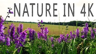 FLOWERS AND BUMBLE-BEES | Relaxing Scenery in 4K UHD!!!