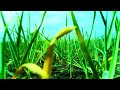 garlic cultivation method 2025 bangla choti golpo bangla hot golpo