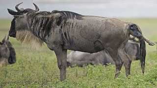 Wildebeest Giving Birth In The Wild