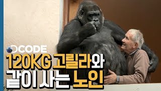 인간의 7배 괴력! 120KG 고릴라와 한 침대를 쓰는 노인 [DCODE]