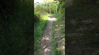 Lake Wainamu trail walk. Auck NZ summer