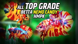 Top Grade Betta NEMO CANDY HMPK Compilation [HD]