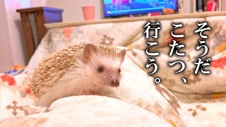 【冬(の癒し)本番】ハリネズミもこたつで丸くなるの？『そうだこたつ、行こう。』