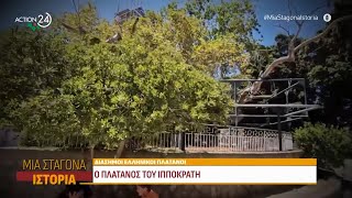 Διάσημοι και ιστορικοί πλάτανοι | Μια Σταγόνα Ιστορία | ACTION 24