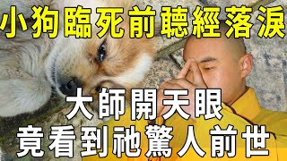 因果報應如影隨形！小狗臨死聼經落淚，大師開天眼，竟看到他驚人前世……【曉書說】