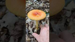 How about these Eastern Caesar's Amanita? #fungi #amanitajacksonii #mushroom