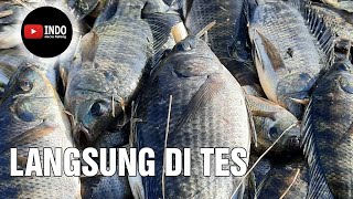 UMPAN PALING JITU MANCING NILA LANGSUNG TES, MURAH TAPI TERBUKTI AMPUH