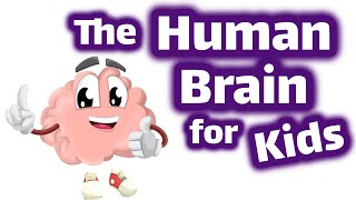 The Human Brain for Kids