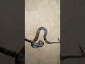 ਸੱਪ snake snakevideo newvideo