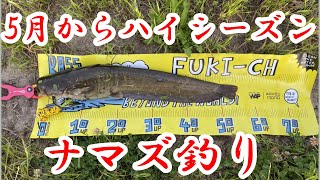 田んぼの用水路でナマズ釣れます【ナマズ釣り】