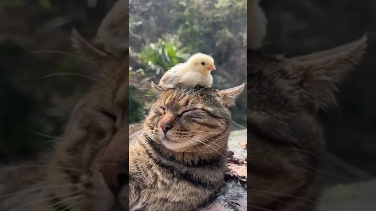 Funny Animals Shorts 190 Wonderful Cats ёяшв Cats Dogs Pets Laugh