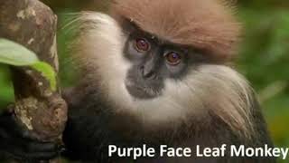 The Purple-faced Langur - වන සැරිසර - Wild Animals in Sri Lanka